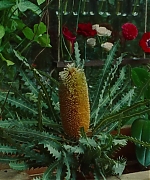 SWP0812.jpg