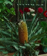 SWP0813.jpg