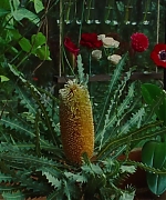 SWP0815.jpg