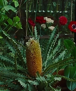 SWP0816.jpg