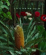 SWP0818.jpg