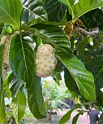 SWP0182.jpg